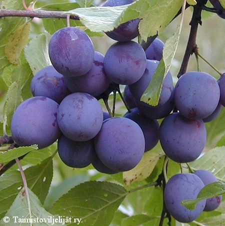 Prunus domestica 'Sinikka'-luumu.jpg